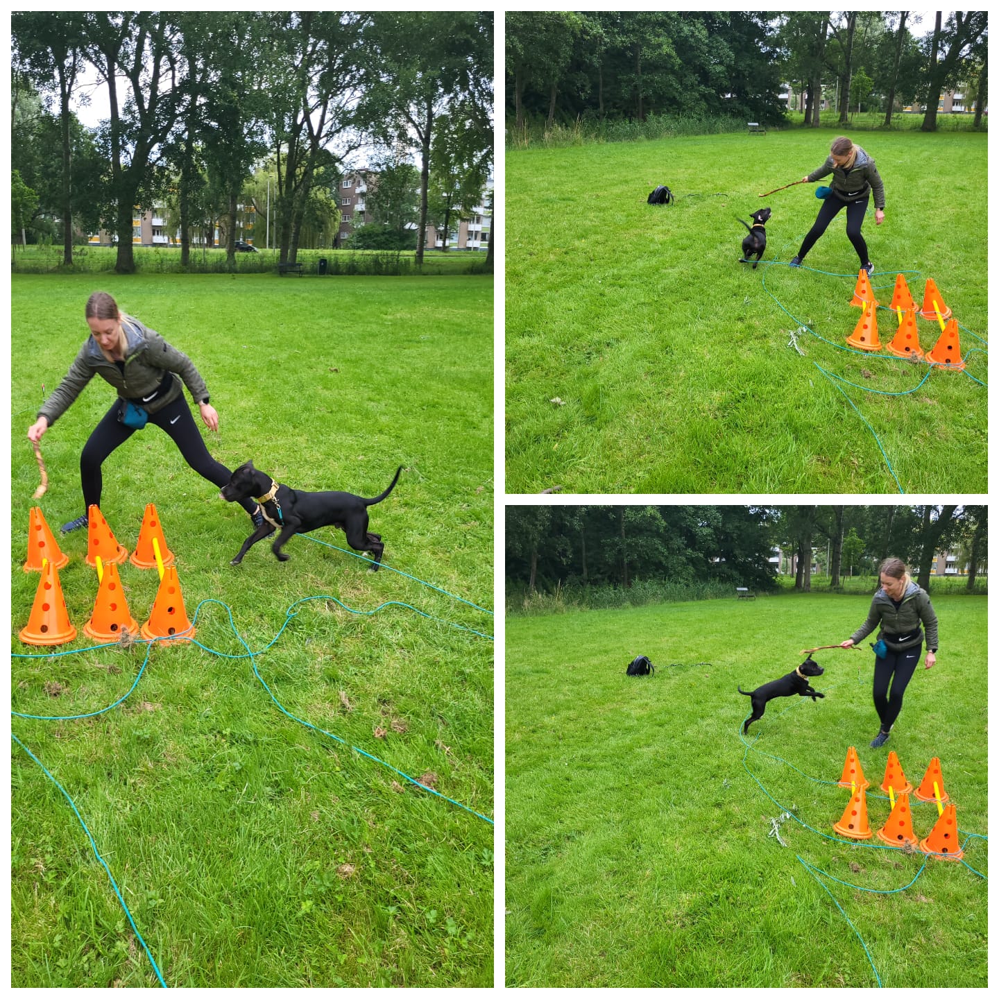 Hond tijdens dagelijkse training