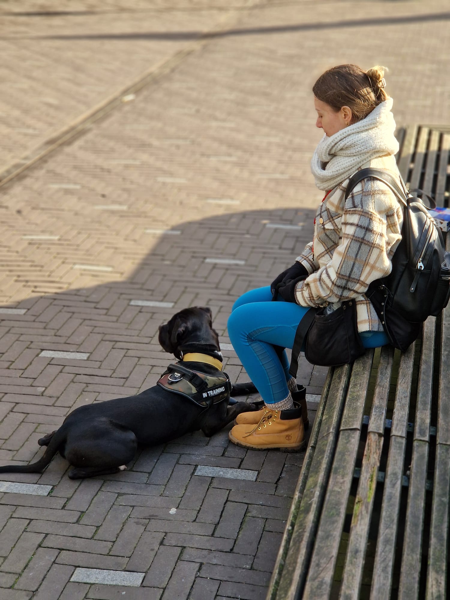 Hond leert 'blijf'
